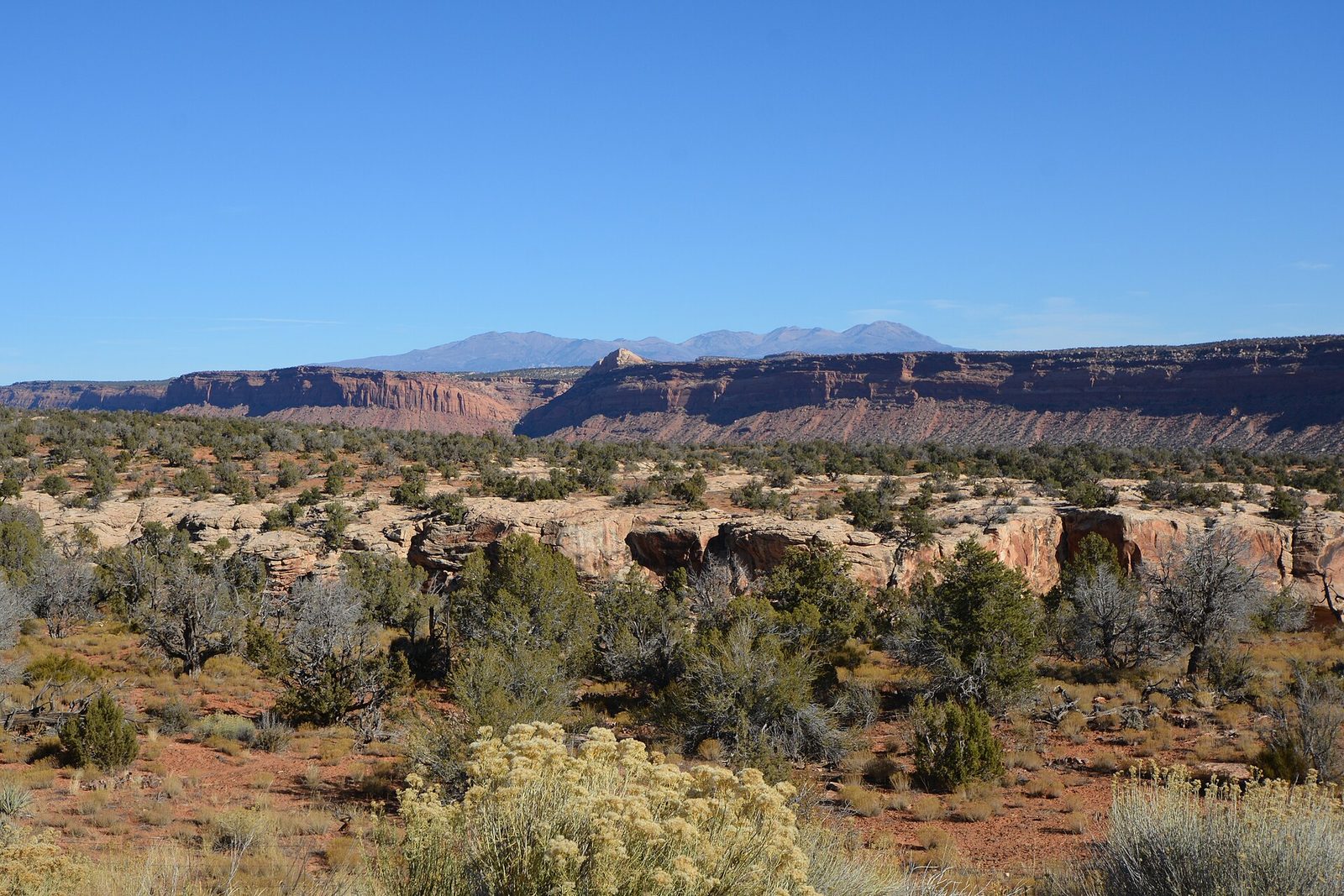 Desert scrub and red-rock mesas stretching toward distant mountains in Bears Ears National Monument, Utah.