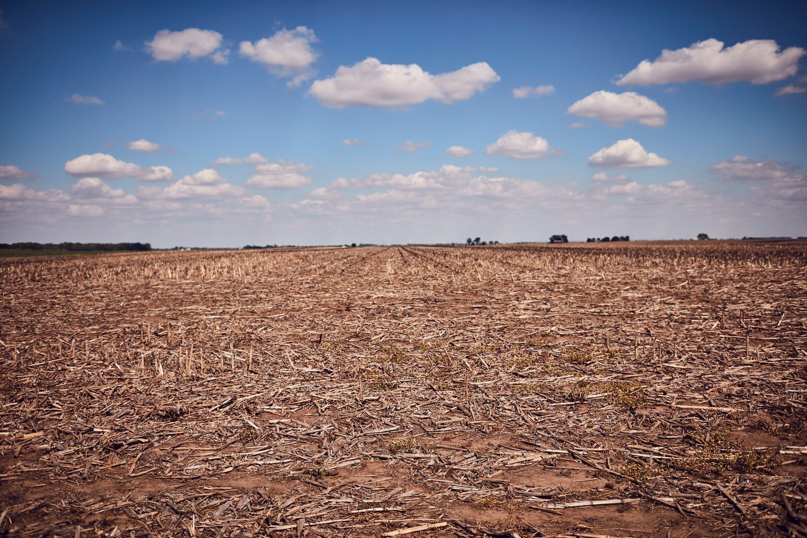 Soybean field in the United States during growing season