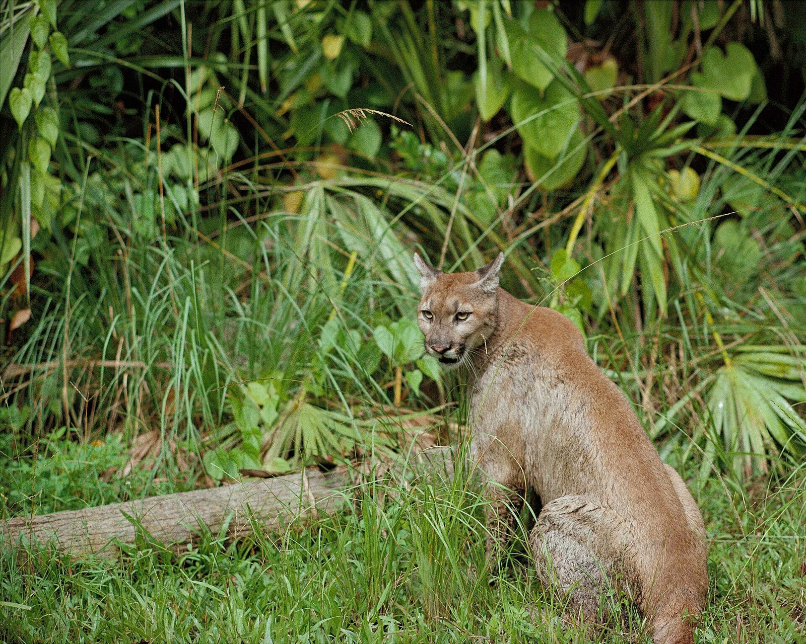 A Florida panther photographed at Florida Panther National Wildlife Refuge.