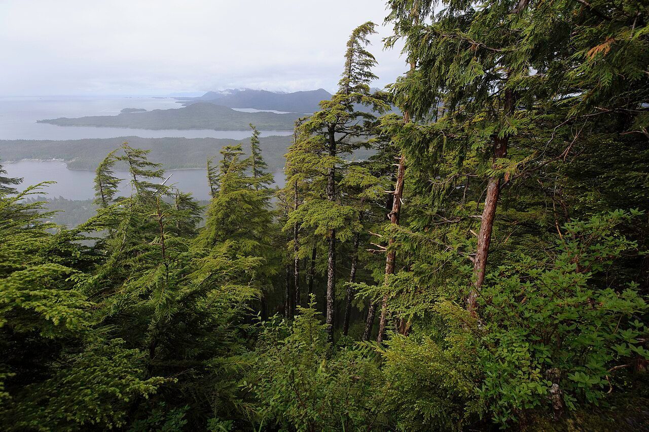 Old-growth hemlock and spruce coastal forest in the Tongass National Forest, Alaska.