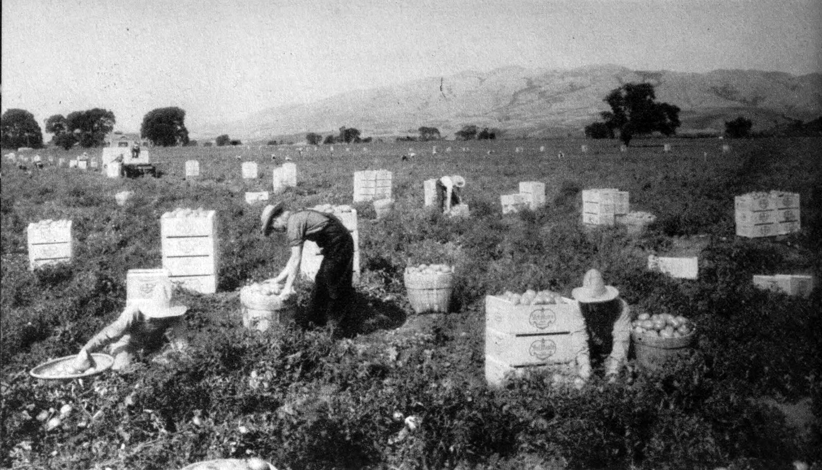Agricultural workers harvesting tomatoes in California's Sacramento Valley, circa 1939